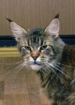 My Cat's Cradle Lenta