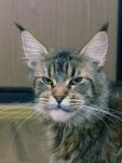 My Cat's Cradle Lenta