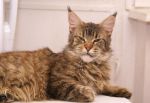 My Cat's Cradle Lenta