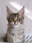 My Cat's Cradle Lenta