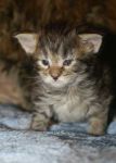 My Cat's Cradle Lenta
