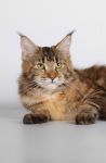 My Cat's Cradle Philippa