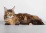 My Cat's Cradle Philippa