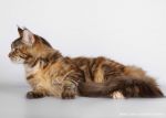 My Cat's Cradle Philippa