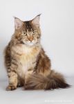 My Cat's Cradle Philippa