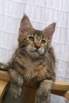 My Cat's Cradle Philippa