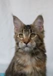 My Cat's Cradle Philippa