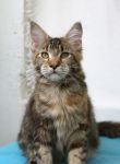 My Cat's Cradle Philippa