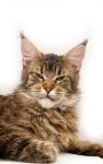 My Cat's Cradle Lenta