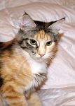 My Cat's Cradle Patricia
