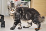    My Cat's Cradle Donovan http://mainecooncat.ru