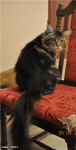    My Cat's Cradle Donovan http://mainecooncat.ru