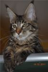    My Cat's Cradle Donovan http://mainecooncat.ru