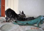    My Cat's Cradle Donovan http://mainecooncat.ru