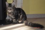    My Cat's Cradle Donovan http://mainecooncat.ru