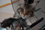    My Cat's Cradle Donovan http://mainecooncat.ru