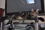    My Cat's Cradle Donovan http://mainecooncat.ru