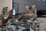    My Cat's Cradle Donovan http://mainecooncat.ru