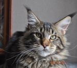    My Cat's Cradle Donovan http://mainecooncat.ru