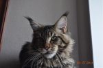    My Cat's Cradle Donovan http://mainecooncat.ru