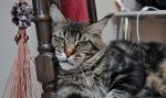    My Cat's Cradle Donovan http://mainecooncat.ru