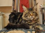    My Cat's Cradle Donovan http://mainecooncat.ru