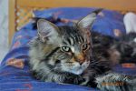    My Cat's Cradle Donovan http://mainecooncat.ru