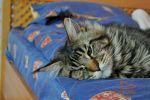    My Cat's Cradle Donovan http://mainecooncat.ru