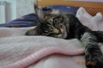    My Cat's Cradle Donovan http://mainecooncat.ru