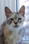    My Cat's Cradle Joycat