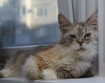    My Cat's Cradle Joycat