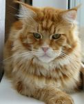      My Cat's Cradle Reginald