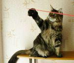      My Cat's Cradle Maggie-Lyn