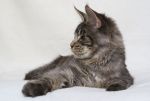    My Cat's Cradle Tarzan - 6 .