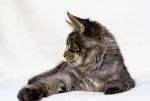    My Cat's Cradle Tarzan - 6 .