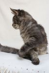    My Cat's Cradle Tarzan - 6 .