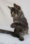    My Cat's Cradle Tarzan - 6 .