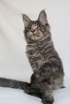    My Cat's Cradle Tarzan - 6 .