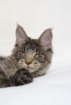    My Cat's Cradle Tarzan - 6 .
