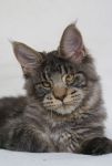    My Cat's Cradle Tarzan - 6 .