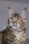 My Cat's Cradle Philippa