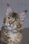My Cat's Cradle Philippa