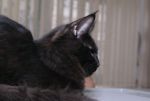 My Cat's Cradle Gipsy - 6 .