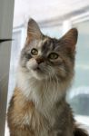 My Cat's Cradle Joycat