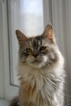 My Cat's Cradle Joycat