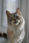 My Cat's Cradle Joycat