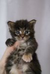    My Cat's Cradle Elisha - 1 .