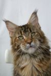    My Cat's Cradle Philippa