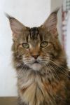    My Cat's Cradle Philippa