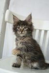    My Cat's Cradle Elisha - 2 